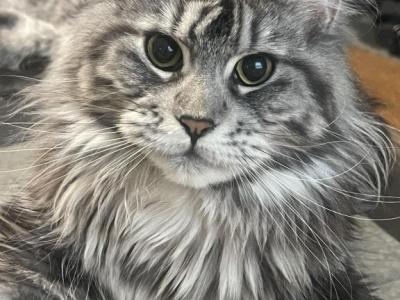 Polydactyl - Maine Coon - Gallery Photo #1