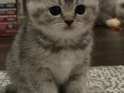 Sima - Scottish Fold - Gallery Photo #1