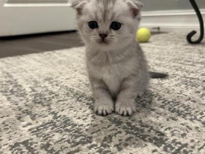 Maya - Scottish Fold - Gallery Photo #1