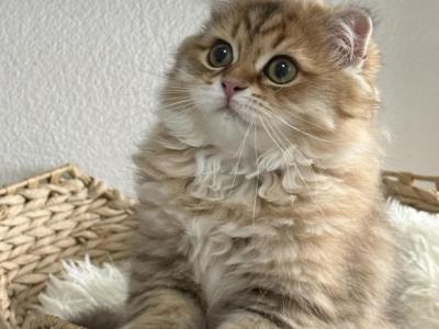 Winston Theodore Scottish - Scottish Fold - Gallery Photo #1