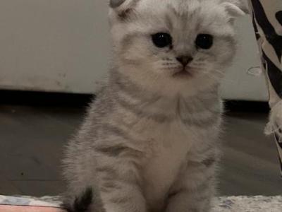 Sofa - Scottish Fold - Gallery Photo #1