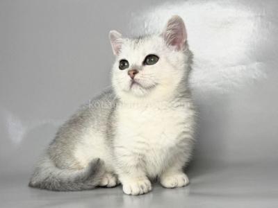 Zur Silver Shaded Munchkin Standard Short Segs - Munchkin - Gallery Photo #1