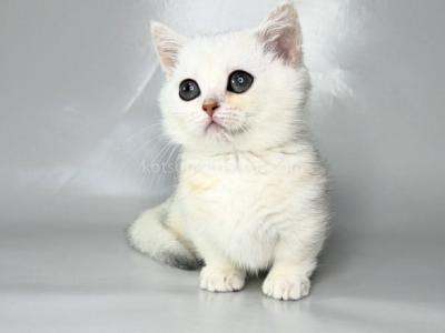 Zynar Silver Shaded Munchkin Standard Short Segs - Munchkin - Gallery Photo #1