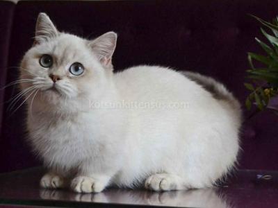 White Angel Rafaela Blue Eyed Munchkin Short Legs - Munchkin - Gallery Photo #1