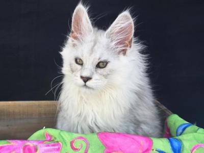 Grace - Maine Coon - Gallery Photo #1