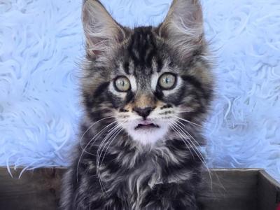 Atlas - Maine Coon - Gallery Photo #1