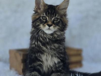 Leo - Maine Coon - Gallery Photo #1