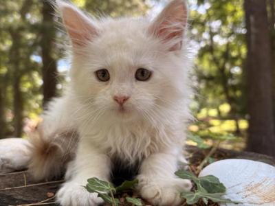 Albert - Maine Coon - Gallery Photo #1