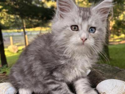 Aldi - Maine Coon - Gallery Photo #1