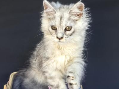 Jasmine - Maine Coon - Gallery Photo #1