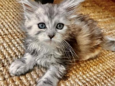 Amara - Maine Coon - Gallery Photo #1