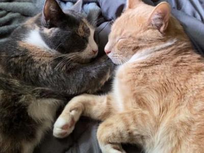 Mika And Tito - Domestic - Gallery Photo #1