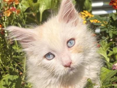 Atlas - Maine Coon - Gallery Photo #1