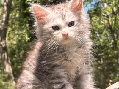 Arlo - Maine Coon - Gallery Photo #1