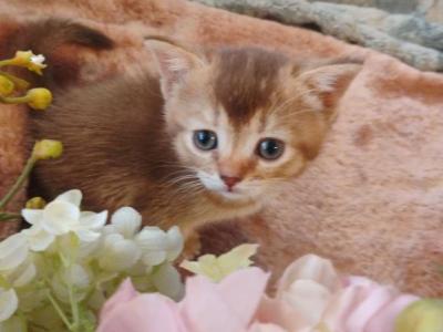 Abyssinian Kittens - Abyssinian - Gallery Photo #1