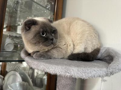 Female Scottish Fold - Scottish Fold - Gallery Photo #1
