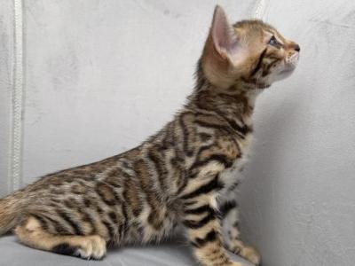 Plush Legacy - Bengal - Gallery Photo #1