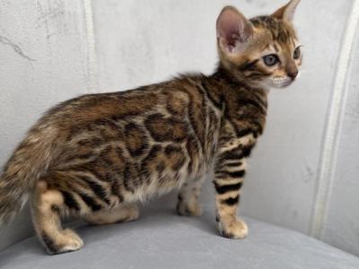 Plush Legacy - Bengal - Gallery Photo #1
