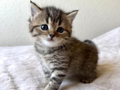 Simba - Scottish Straight - Gallery Photo #1