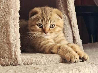 Luna - Scottish Fold - Gallery Photo #1