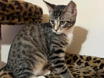 Stormy - Domestic - Gallery Photo #1