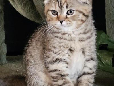 Lily - Scottish Fold - Gallery Photo #1