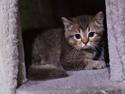 Stella - Scottish Straight - Gallery Photo #1