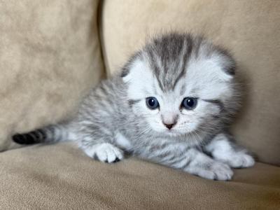 Milo - Scottish Fold - Gallery Photo #1
