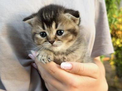 Daisy - Scottish Fold - Gallery Photo #1