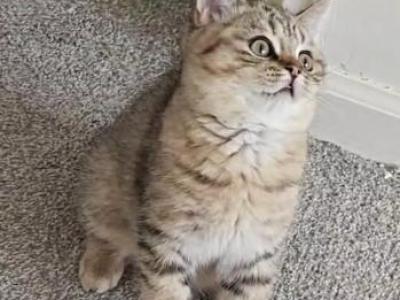 Tiger - British Shorthair - Gallery Photo #1