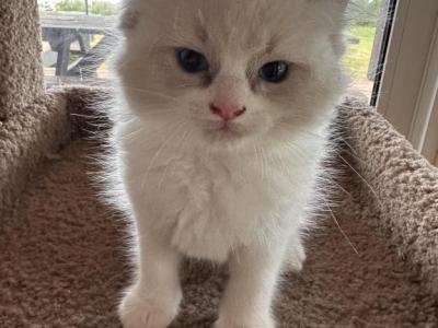 BLUE BUDDY - Ragdoll - Gallery Photo #1