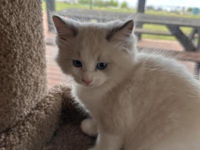 BLUE BROTHER - Ragdoll - Gallery Photo #1