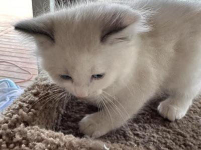 BLUE BOYFRIEND - Ragdoll - Gallery Photo #1
