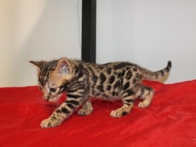Maverick - Bengal - Gallery Photo #1