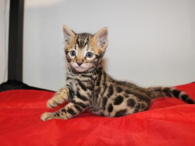 Maverick - Bengal - Gallery Photo #1
