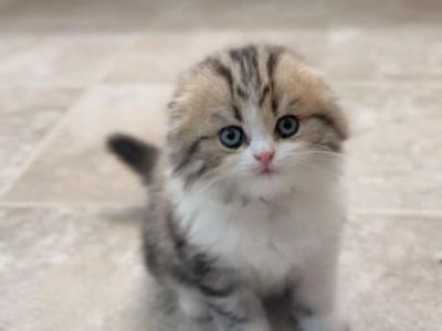 P I X E L - Scottish Fold - Gallery Photo #1