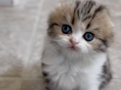 P I X E L - Scottish Fold - Gallery Photo #1