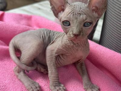 Lilac Girl - Sphynx - Gallery Photo #1