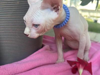 White Blue Eye Male - Sphynx - Gallery Photo #1