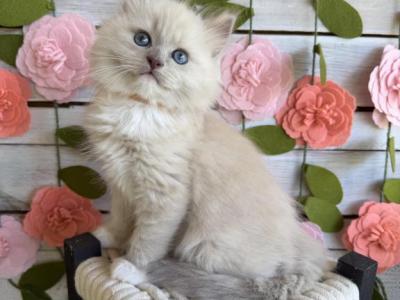 Creamsicle - Ragdoll - Gallery Photo #1