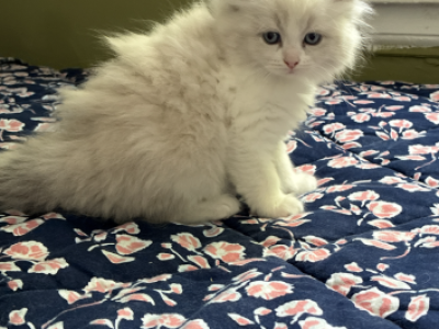 Birdies - Ragdoll - Gallery Photo #1