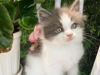 Teddy - Ragdoll - Gallery Photo #1