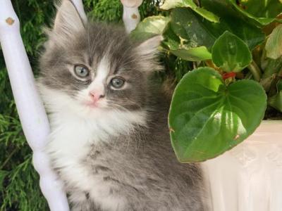Trip - Ragdoll - Gallery Photo #1