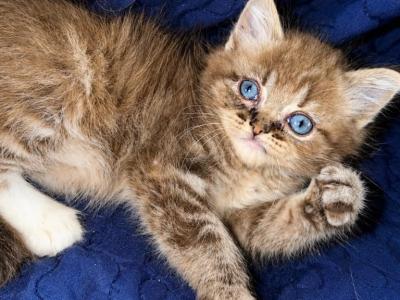 Sophia The Seal Lynx Sepia Ragdoll - Ragdoll - Gallery Photo #1