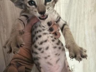 Babies - Oriental - Gallery Photo #1