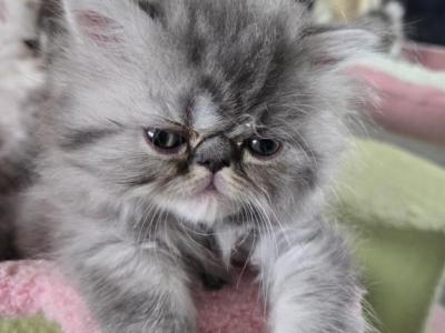 Austin - Persian - Gallery Photo #1