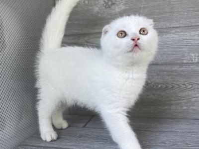 Tisha - Scottish Fold - Gallery Photo #1