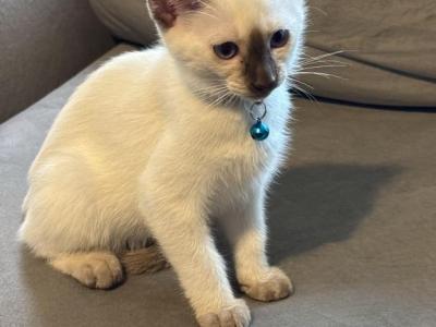 Siamese Kittens Available Now - Siamese - Gallery Photo #1