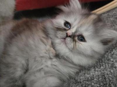 Marshmallow - Persian - Gallery Photo #1