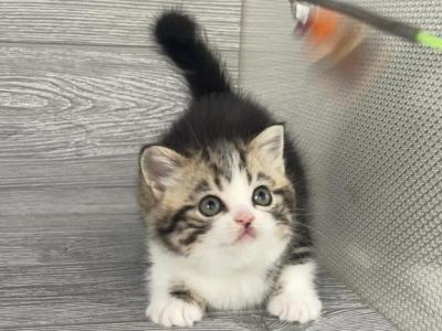 Shakira Elias Cattery - Scottish Straight - Gallery Photo #1